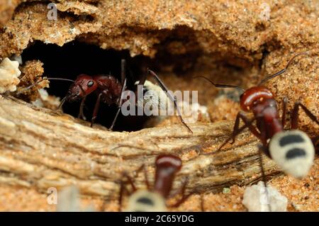 Namib desert dune ant (Camponotus detritus) nests are simple structures excavated among the roots of perennial vegetation in the sand dunes of the Namib Desert. Stock Photo