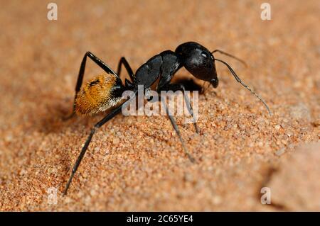 Namib desert dune ant (Camponotus detritus) nests are simple structures excavated among the roots of perennial vegetation in the sand dunes of the Namib Desert. Stock Photo