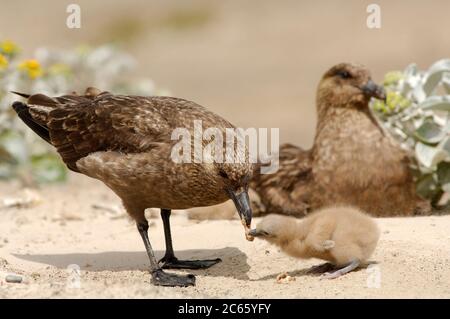 Being a strong predator and a scavenger all the same the Brown Skua (Catharacta antarctica) takes advantage of the penguin colonies near by to find food for its own chick. Stock Photo
