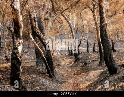 Fire damaged woodland on Cannock Chase in Staffordshire Stock Photo