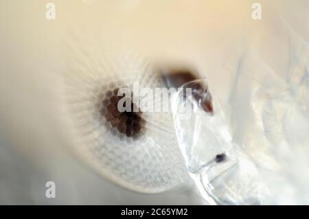 Deep Sea plankton, the eyes of the adult Phronima are a further feature of wonder in an animal already beset with extraordinary habits and adaptations, Phronima sp. Stock Photo