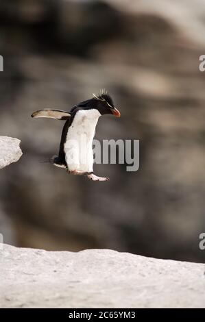 A penguin' s flight: unafraid the rockhopper penguins (Eudyptes chrysocome) move in the rocky terrain, daring even big jumps. [size of single organism: 50 cm] Stock Photo