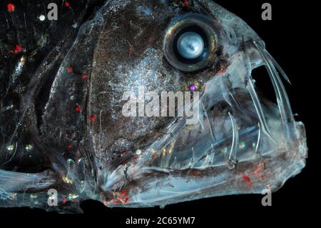 Deep Sea Viperfish Chauliodus sloani Stock Photo