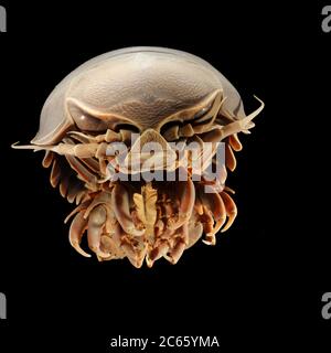 Giant deep-sea isopod (Bathynomus giganteus) Picture was taken in cooperation with the Zoological Museum University of Hamburg Stock Photo