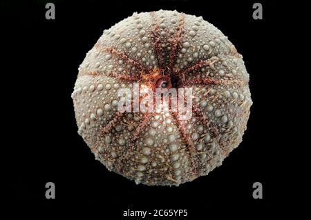 Sea Urchin (Dermechinus horridus) Picture was taken in cooperation with the Zoological Museum University of Hamburg