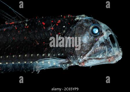 The deep sea viperfish (Chauliodus sloani) is approx. 30 cm long and lives within the upper 1000 m of the water column. Stock Photo