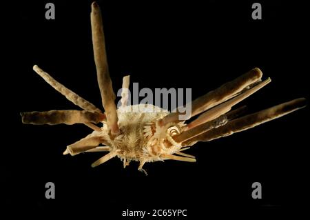 Sea Urchin (Stereocidaris indica var. carinata) Picture was taken in cooperation with the Zoological Museum University of Hamburg