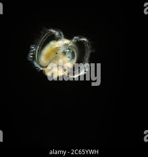 captive Veliger Larvae - A veliger is the planktonic larva of many kinds of marine and fresh-water gastropod molluscs, as well as most bivalve mollusks Stock Photo