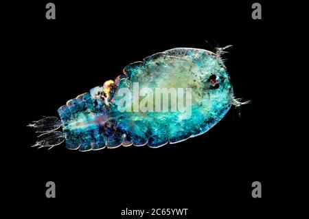 captive [Digital focus stacking] Marine Planktonic Copepod (Sapphirina sp.) Sapphirina, also called the sea sapphires is a copepod how is diffracting light with his exoskeleton. Atlantic Ocean, close to Cape Verde Stock Photo