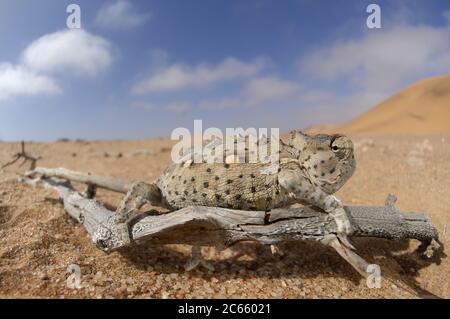 Namaqua Chamaeleon (Chamaeleo namaquensis) Namib Desert sand. Desert chameleon Stock Photo