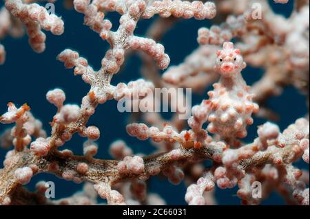 Male Pygmy seahorse (Hippocampus bargibanti) camouflaged in a fan coral. Raja Ampat, West Papua, Indonesia, Pacific Ocean [size of single organism: 15 mm] Stock Photo