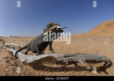 Namaqua Chamaeleon (Chamaeleo namaquensis) Namib Desert sand Stock Photo