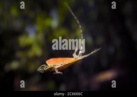 Flying lizard {Draco volans} with outstretched wings in flight ...