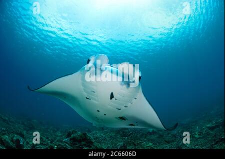 Giant manta rays (Manta birostris) at cleaning station North Raja Ampat, West Papua, Indonesia, Pacific Ocean Stock Photo