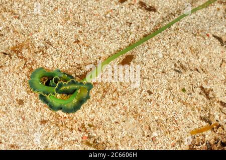 Green Spoonworm (Bonellia viridis) Stock Photo