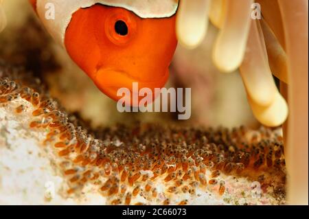 False Clown anemonefish (Amphiprion ocellaris) tending its eggs. North Raja Ampat, West Papua, Indonesia, Pacific Ocean  [size of single organism: 8 cm]| Falsche Clownfisch (Amphiprion ocellaris), der auch Orangeringel- Anemonenfisch genannt wird. Raja Ampat, West Papua, Indonesien, Pazifischer Ozean Stock Photo