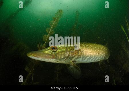 Pike (Esox lucius) lake Stechlin, Germany Stock Photo