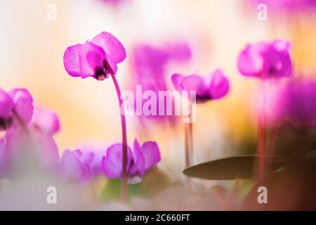 Eastern Cyclamen, Cyclamen coum, alpen viooltje Stock Photo