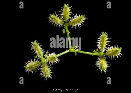 Seed of bur parsley, Caucalis platycarpos, Stock Photo