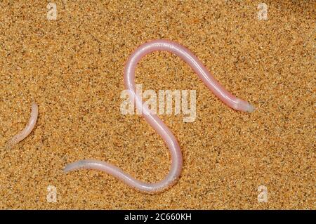 Skink, Typhlosaurus braini, Sand dune, Namib Desert Stock Photo