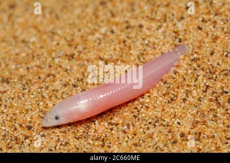 Skink, Typhlosaurus braini, Sand dune, Namib Desert Stock Photo