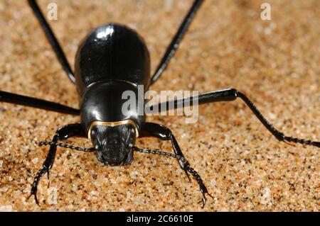 A Fog Basking Beetle (Onymacris unguicularis) on the crest of a sand ...