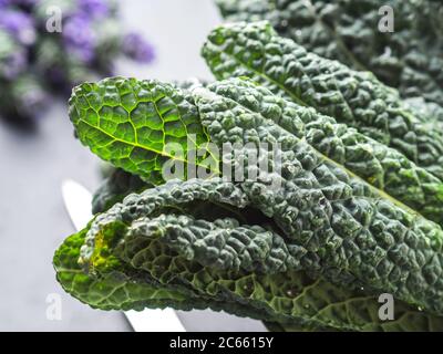 Bunch of organic black Tuscan kale Stock Photo