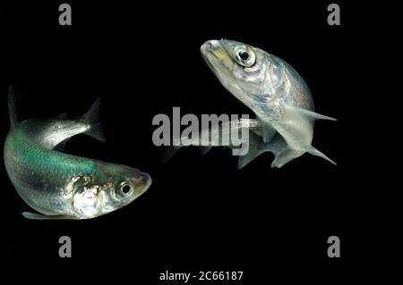 [M] Vendace (Coregonus albula) freshwater whitefish (captive & digital composite of two images) Stock Photo