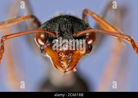 [Digital focus stacking] Ant Portrait, Subfamily: Myrmeciinae, Family: Formicidae, Order: Hymenoptera, Common name: Giant Bull Ant, Myrmecia tarsata Stock Photo