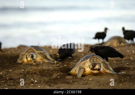 Female Olive Ridley sea turtle, Lepidochelys olivacea, returning to the