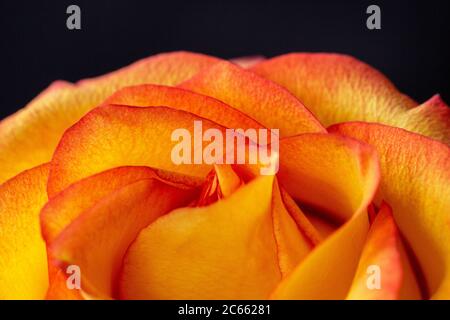 Yellow rose with red edges. Isolated on black, macro background. Orange rose Stock Photo