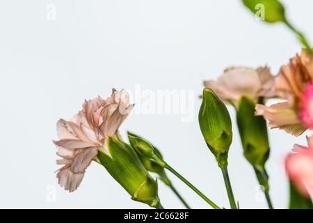 floral background of multi-colored flowers . Beautiful bouquet of carnation. colorful carnation. Orange carnations and yellow gerbera are blooming in Stock Photo