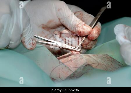 A veterinary surgeon places sutures in a dog following a complex surgical procedure Stock Photo