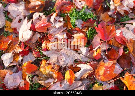 maple leaves, red discoloured autumn leaves Stock Photo