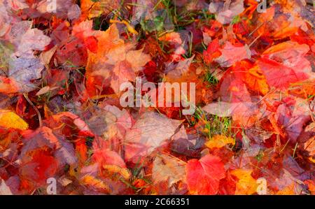 maple leaves, red discoloured autumn leaves Stock Photo
