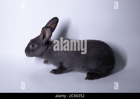 gray rabbit, bunny on a white background. Isolated. Copy space. High quality photo Stock Photo