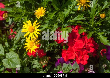 Flowering colourful summer flowers, Germany, Europe Stock Photo