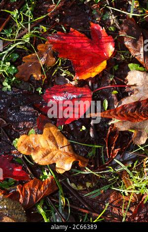 maple leaves, red discoloured autumn leaves Stock Photo