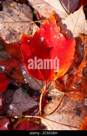 maple leaves, red autumn leaves Stock Photo