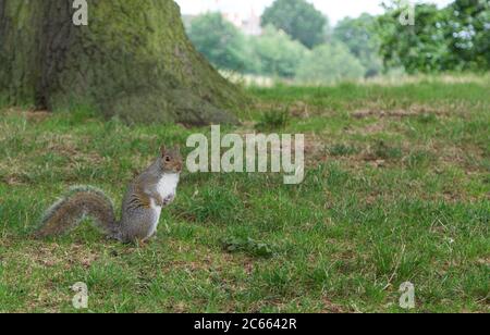 Squirrel on hind legs sitting on grass in front of a tree Stock Photo