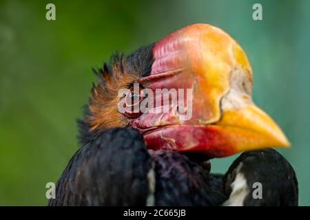 Male Helmeted Hornbill (captive), Penang Bird Park, Malaysia. Stock Photo