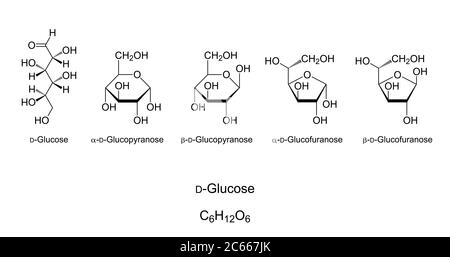 Glucose, monosaccharide, chemical structure. Simple sugar. Natta projection of open-chain D-Glucose. Haworth projections of four cyclic isomers. Stock Photo