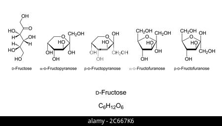 Fructose, fruit sugar, monosaccharide, chemical structure. Simple sugar. Natta projection of open-chain Fructose. Haworth projection of cyclic isomers. Stock Photo