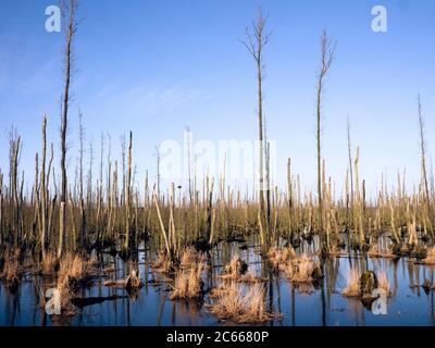 Dead trees in the water Stock Photo