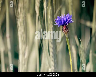 Cornflower in cornfield Stock Photo