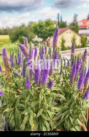 Gardening on the home balcony: plants of veronica (speedwell) with ornamental purple spikes Stock Photo