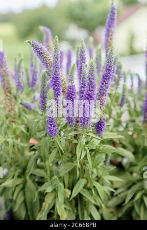 Gardening on the home  balcony, plants of veronica (speedwell) with ornamental purple spikes Stock Photo