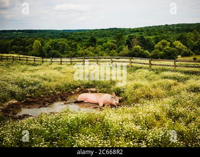 pig lying in mud on a farm Stock Photo