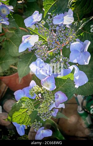 Beautiful  hydrangea light blue flowerheads, great ornamental plant for garden and balcony Stock Photo