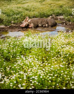 pig lying in mud on a farm Stock Photo